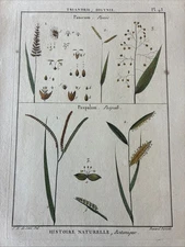 Lamarck Botanical Print Histoire Naturelle, Botanique Hand Colored Book Plate 43