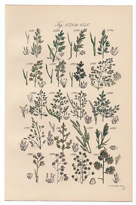 1914 Sowerby Antique Botanical Print, Wheat Meadow Grass, Quaking Grass