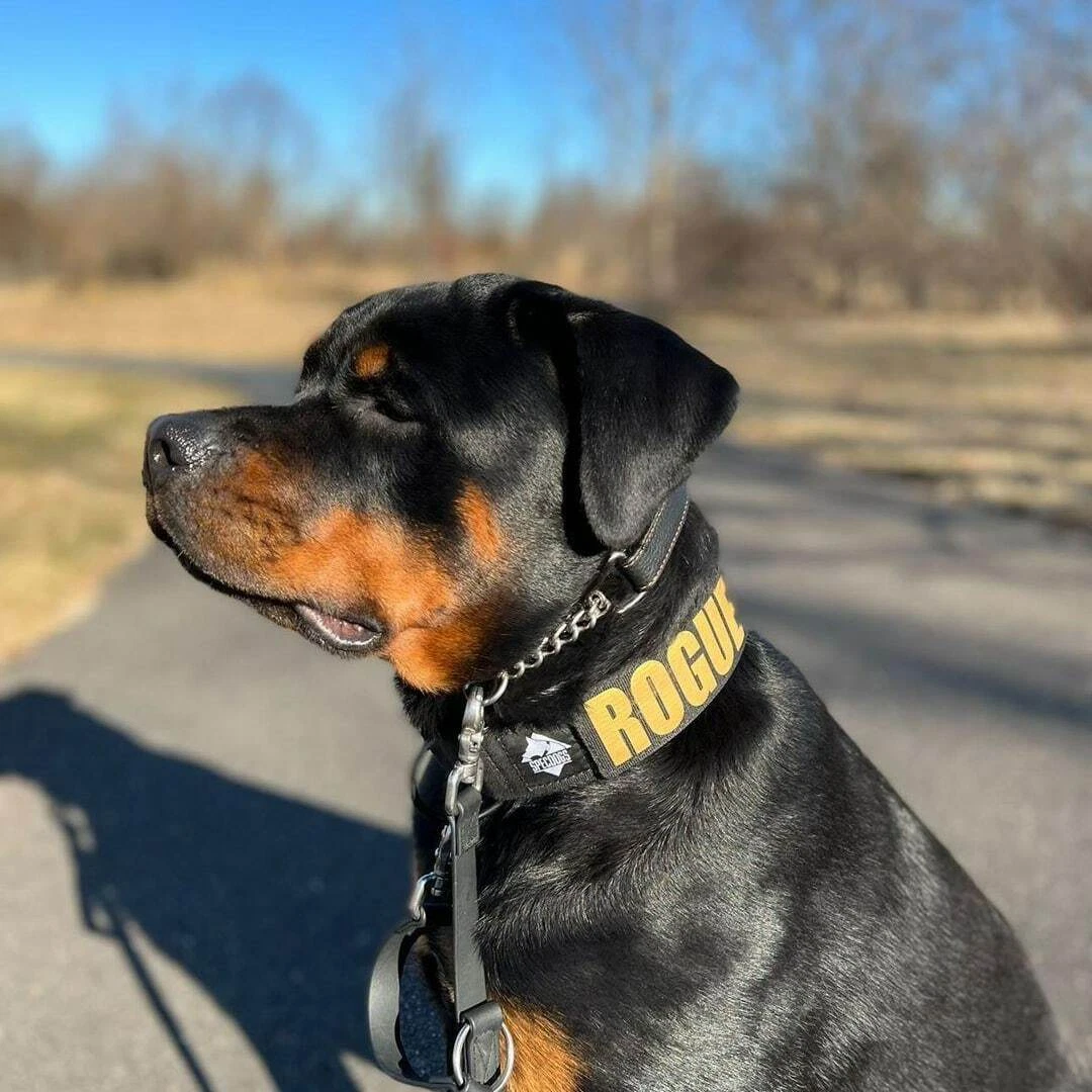 Get Nylon Rottweiler Collar, Velcro Patches