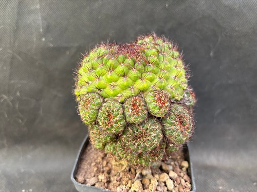 SULCOREBUTIA MENTOSA VIVAIO IL GIARDINO DI MAYA CACTUS A55 - Foto 2 di 13