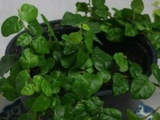 Creeping/Climbing Fig - Ficus pumilia, Crinkled Green Leaves A Rooted Cutting