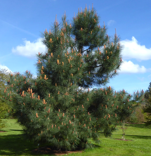 Pinus pinaster - - Pino marittimo - Foto 2 di 2