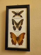 Butterfly display set of 3 framed butterflies taxidermy home decor