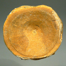 34.4 mm FOSSIL VERTEBRA FROM GIANT SHARK OTODUS OBLIQUUS