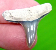 BEAUTIFUL LEMON SHARK TOOTH - REAL FOSSIL - NO REPAIRS - SHARK TEETH