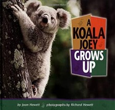 A Koala Joey Grows Up Library Binding