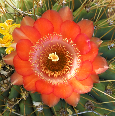 Lobivia bruchii SEEDS - Bruch's cactus | Lobivia cactus
