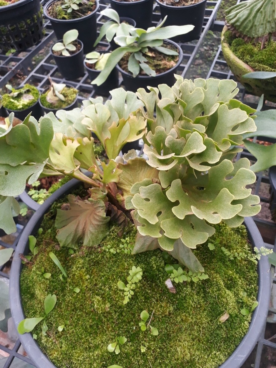 ビカクシダ P.ridleyi dwarf silver 405 Platycerium Ridleyi Dwarf Sliver - Etsy