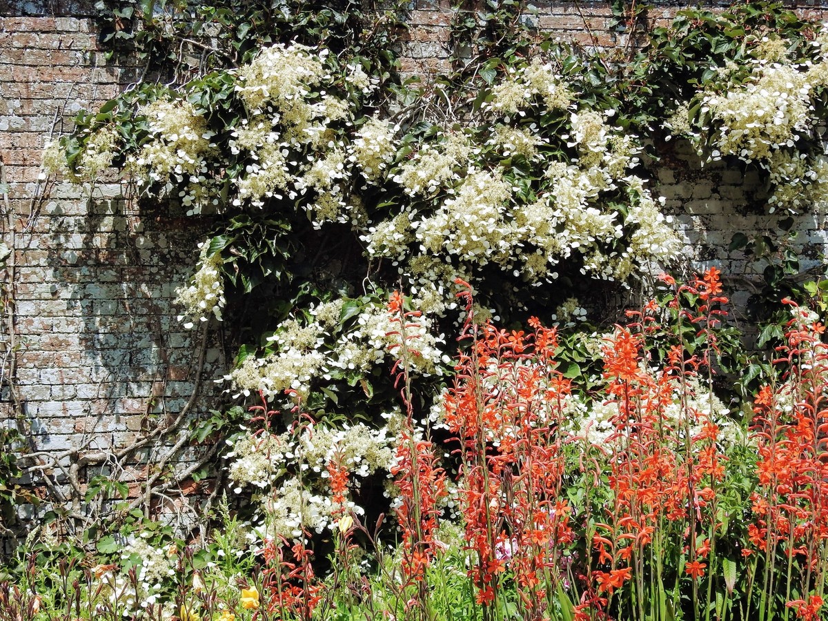 50 JAPANESE HYDRANGEA VINE White Flower Schizophragma