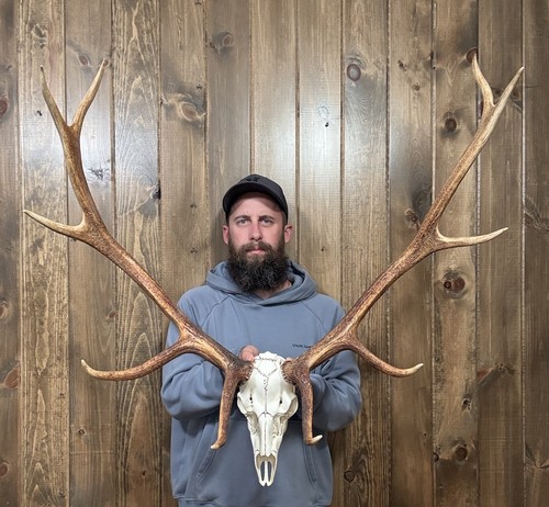 Dark Perfect Mini 5x5 Elk Antler Horn Fake Skull Mount Taxidermy Rack ...