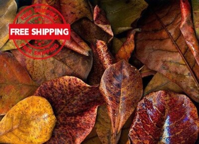 350G DRIED INDIAN AlMOND LEAVE  Catappa Ketapang Leaf Shrimp Betta Fish Aquarium