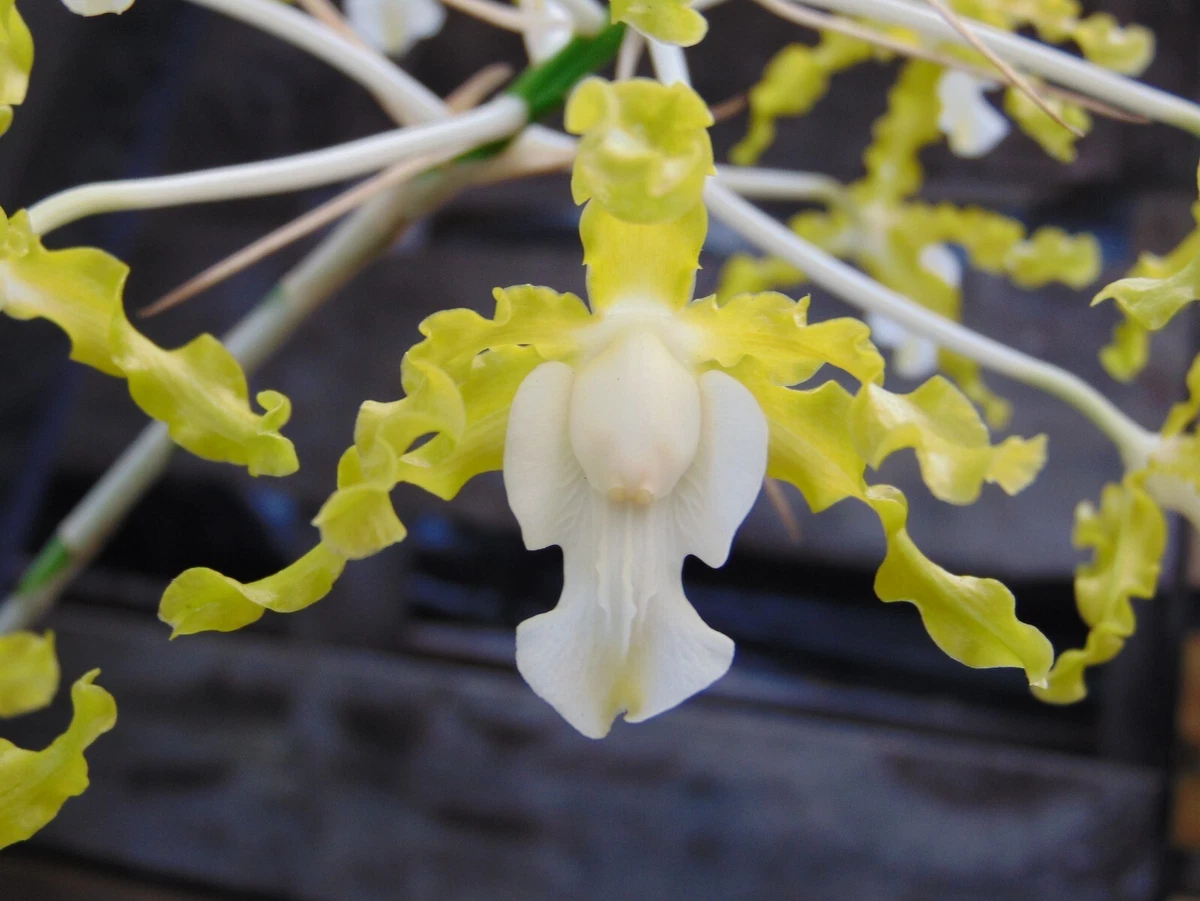 Laelia Tropical Neutral Orchids for sale | eBay