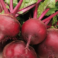 Ruby Queen Beet Seeds - 200+ Count - For 2025 Planting Dark Red Blood Turnip