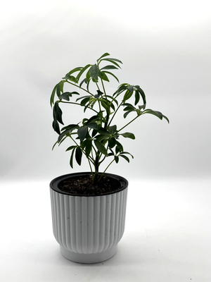 Dwarf Umbrella Tree (Schefflera Arboricola) – Live Houseplant – 6