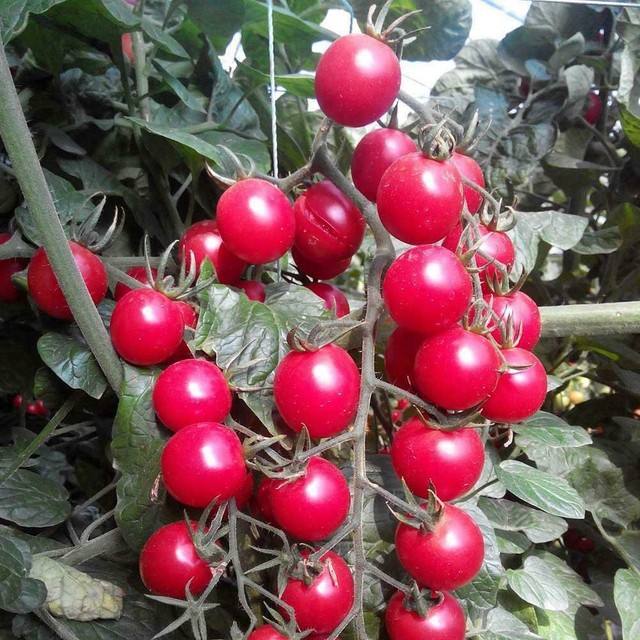Sweet Million Cherry Tomato 150 Seeds By Jays