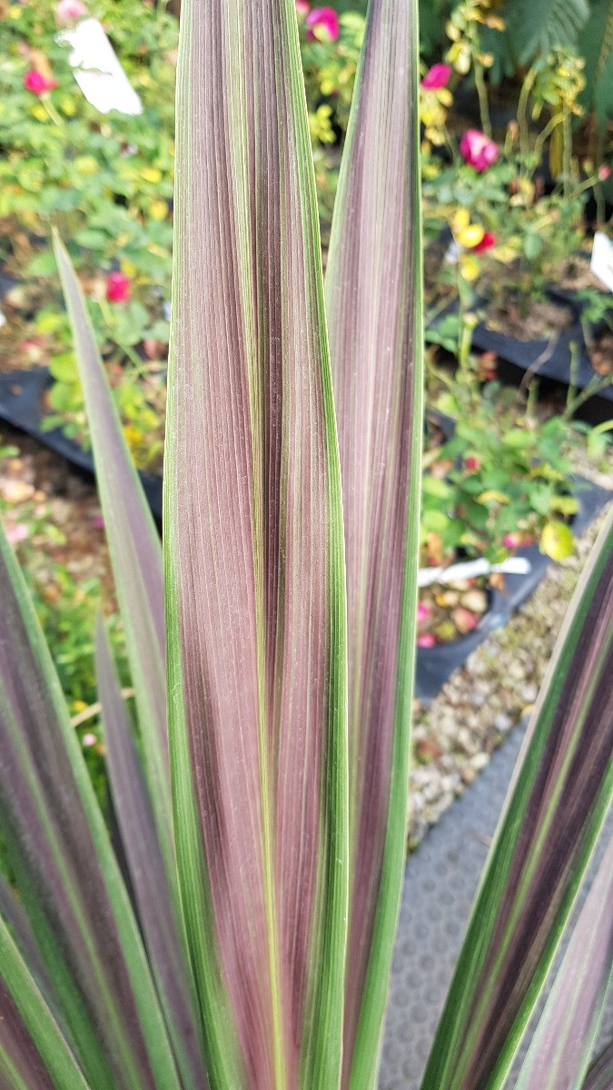 Cordyline australis Chocolate mint plante résistante sécheresse pot 3L