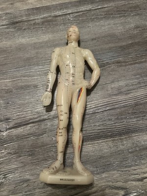 Professional Acupuncture Model