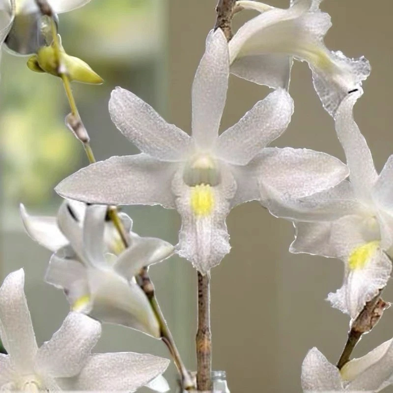 Dendrobium crumenatum Pigeon Orchid Rare Species Established Blooming