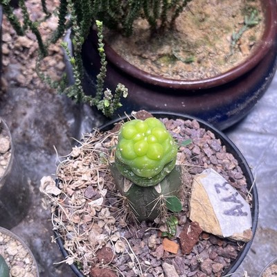 LWFD Succulent Cactus Plant Beautiful Cactus. Collection Sale | All must go.