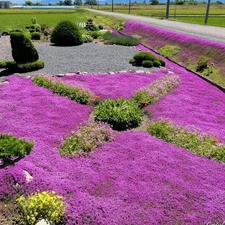 21000+ Purple Creeping Thyme Seeds for Planting Ground Cover Plants 