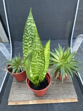 House Plants X 3 in Pots