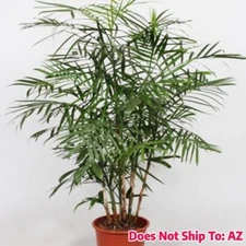Bamboo Palm Plant Live Chamaedorea Seifrizii Air Purifier 2 Gal Pot 2-3Ft