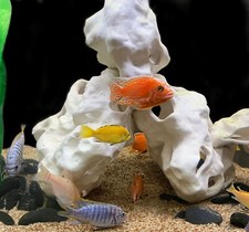 Aquarium Dekoration   Lochstein Felsen Stein    B/T/H: 14x12x8    Gewicht:0,270