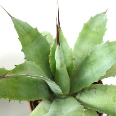 Agave verschaffeltii X ovatifolia - NO white variegated