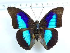 ENTOMOLOGY, BUTTERFLY: PREPONA OMPHALE SSP? MALE BOLIVIA RARE LOC!