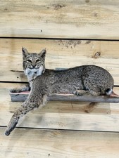 Beautiful North American bobcat mount.No reserve