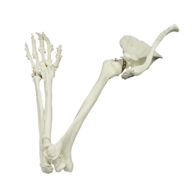 Sangle De Ventre (circonférence) Voltaire Anatomic - Taille 54 (135cm), Cuir, état D'usage Pour L'équitation