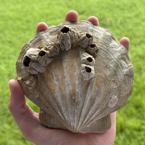 Pretty 5.75" Fossil Scallop with barnacles Seashell Chesapecten VA Megalodon era