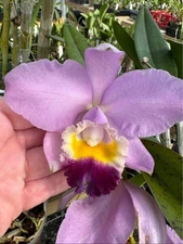 RARE CLASSIC CATTLEYA PRIMARY OFFERING C. Valentine (1900) coerulea 6-7 bulbsPB