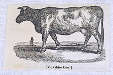 1832 small magazine engraving ~ YORKSHIRE COW in pasture 