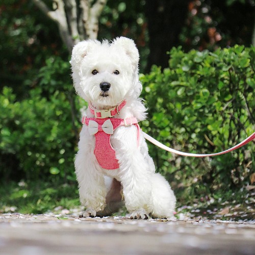 Mesh Dog Harness Lead And Collar Set No Pull Puppy Vest Leash Cute Bowtie XXS-S - Picture 16 of 22