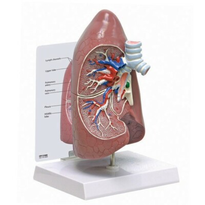 Lung Normal Anatomical Model GPI LFA #3100 SEE VIDEO | eBay