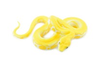 Snake, Burmese Python, Yellow Realistic Toy Figure, Model, 6" CH189 BB116