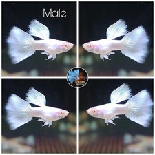 1X Female - ABINO WHITE PLATINUM Guppies-High Quality Live Guppy Fish-USA SELLER