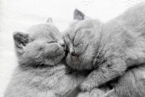 Nexabiotic Probiotic for Cats & Dogs with Diarrhea Treatment & Constipation Supp - Picture 7 of 8
