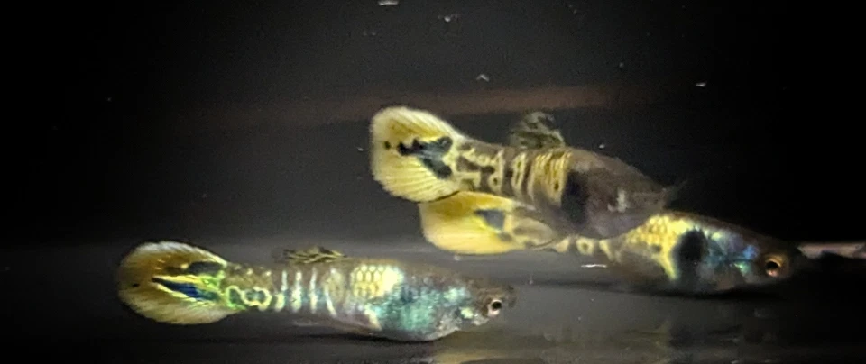 Tiger Endlers! FedEx 2 días!!! Foto 3 de 4