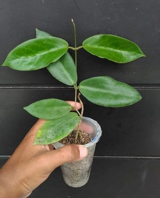 Hoya Piestolepis Sp Papua Rare Tropical Wax Plant