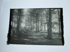 ONE (1)  EARLY 1900s FILM POSITIVE; FOREST SCENE