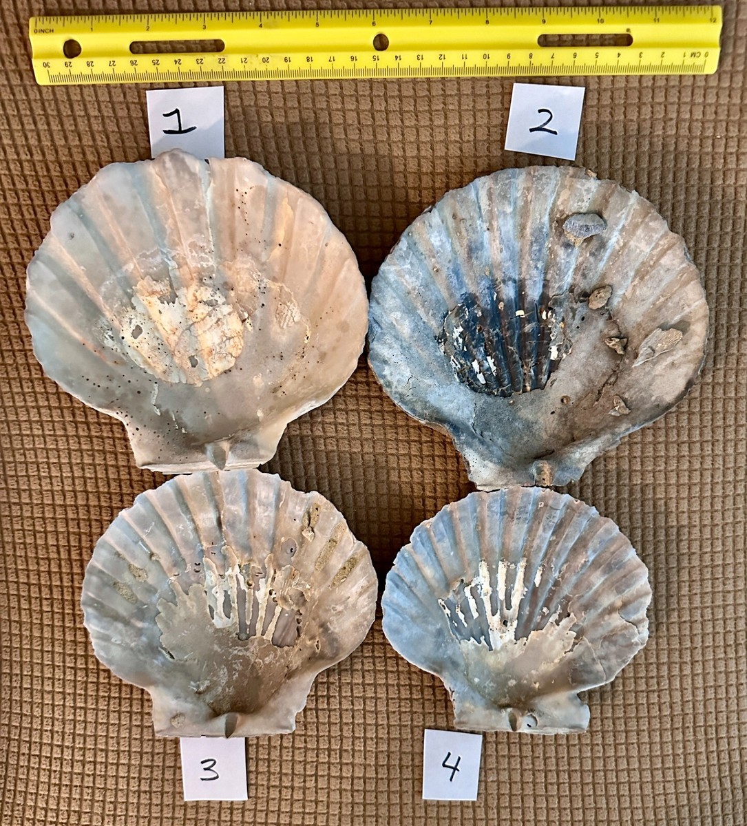 4 Large Fossil Scallop Shells 6 1/4, 6 1/8, 5 3/4, 5 1/8