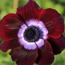 Easy to Grow Italian Anemone Mistral Bordeaux 10 Plant Bulbs, Zones 8-10