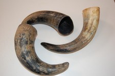 Real Buffalo Skull Horn Cap 11&rdquo; Long 4 powder horn making & crafts Mountain Man