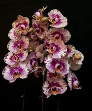 Phalaenopsis "Splash Harlequin" 2 Spikes. Large Flowers. Quality Plant. 12cm Pot