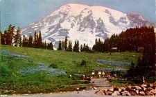 Vintage Mt Rainier National Park Postcard 1952 Paradise Inn Lupine Flowers