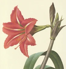 P. J. Redoute Print #4 Amaryllis brasiliensis. Holiday Lily. Botanical Flower