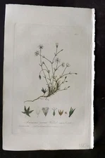 Baxter 1840 Hand Col Botanical Print. Vernal Sandwort 384