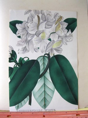rhododendron blütezeit deutschland Rhododendron intermedium 'Flore Pleno' main image 0